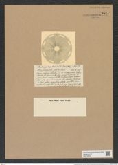 Actinoptychus parda Castr. (de-Toni-Nr.: Genus 227, Species 5629) Zeichnungen Sammlung Grunow Nr. 9517 (NHMW-BOT-W0379504)